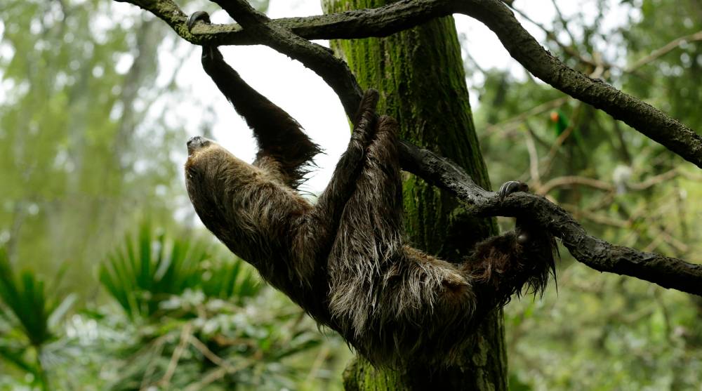 two-toed-sloth-fragile-forest-singapore-zoo